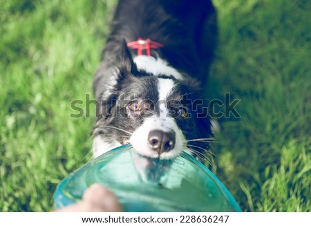 playful border collie with frisbee. young female dog pull the frisbee from her owner hands