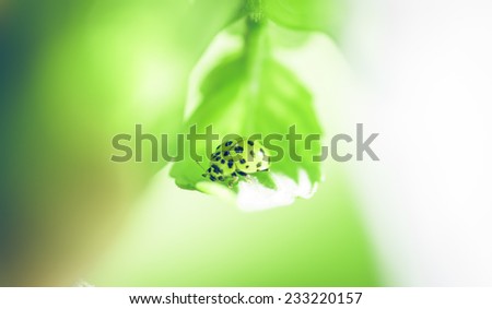 lady bug on a leaf. concept about nature and animals