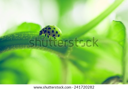 lady bug on a plant. nature and animals concept