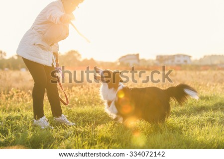 Middle age woman playing with her border collie dog. photo at sunset with sun flare effect. Happy dog catching the wood stick