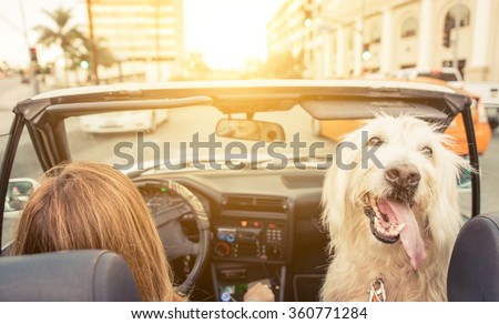 Woman and her dog driving on the car in Los angeles. dog watching behind and enjoying the wind in the fur. Animals and people concept