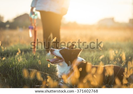 Beautiful border collie lying in the grass after long play