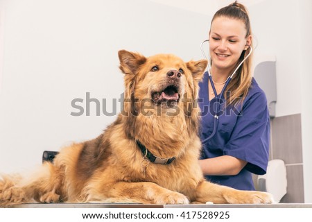 Veterinary doctor checking dog heart with medical tool