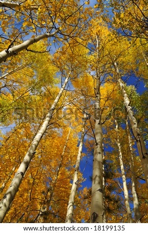 Looking up at a canopy of yellow leaves, formed by aspen trees, in the Pike National Forest, of Colorado during the Autumn season