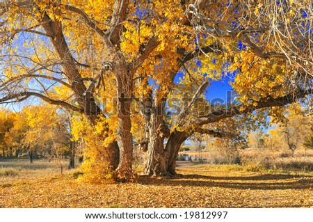 Cottonwood Tree Leaf