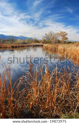 Cattails on a pond at Fountain Creek Nature Preserve near Fountain Colorado