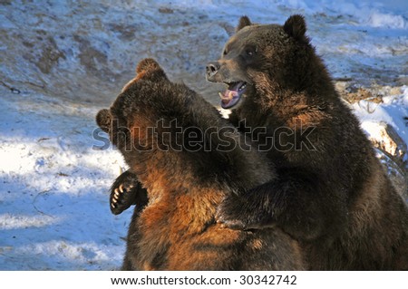 Two Grizzly Bears enjoying a 