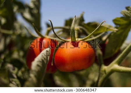 Tomatoes in the tomato field.