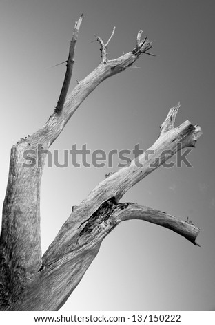 Black and white photo of large dead tree trunk of driftwood set against a clear sky.