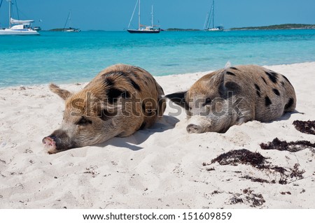 Wild pigs on Big Majors Island in The Bahamas, lounging and walking around in the sand and ocean.