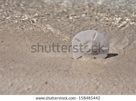 Sand dollar propped up in sand with ocean water waves in background.  copy space available