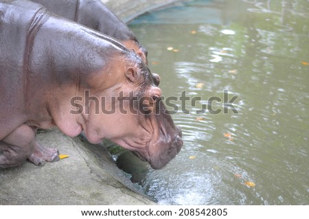 Young Hippopotamus (Hippopotamus amphibius) walking in water