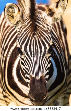 Zebra Calf Head Wildlife Zebra calf wildlife animal close head photo of animals skin facial detail