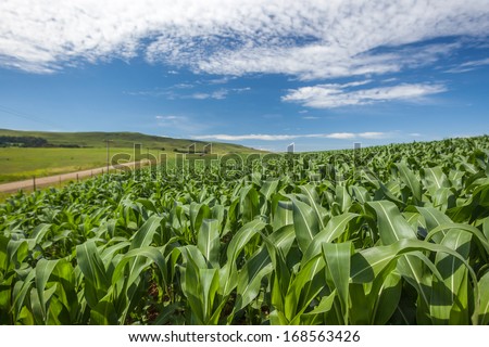 Food Maize Corn Crop Summer Maize corn food crop growing over the rural  countryside on a blue summers day.