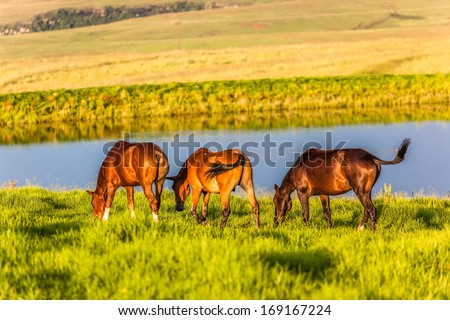 Horse ponies three animals nearby dam waters eating in lush summer mountain farm pastures