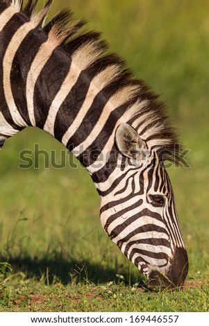 Zebra Eating Grass Wildlife animal zebra eating grass in reserve terrain