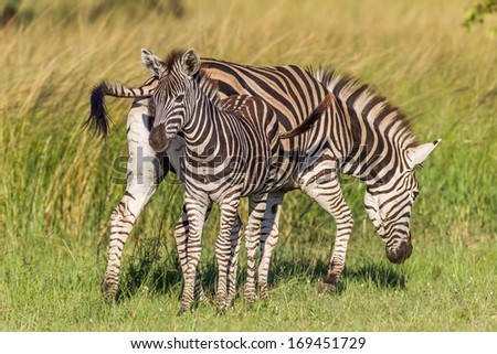 Zebra Calf Wildlife Colors Zebra with calf close to its side eating alert for predators late afternoon in wildlife rural reserve