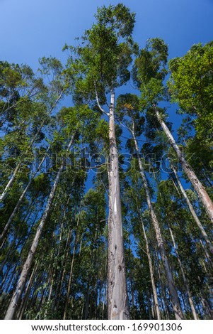Tall Gum Trees Blue Tall gum trees growing into the blue sky