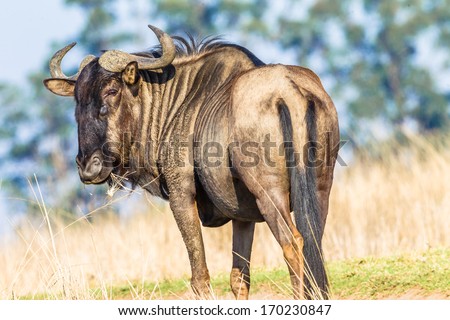 Wildlife Bull Blue Wildebeest Animal Wildlife blue wildebeest bull animal alert in rural reserve morning light