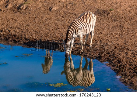 Wildlife Zebra Calf  Water Reflections Wildlife animal zebra with calf at waterhole with mirror reflections in morning light