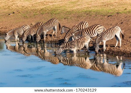Wildlife Zebras Water Reflections Wildlife animal zebras drinking at waterhole with mirror reflections in morning light