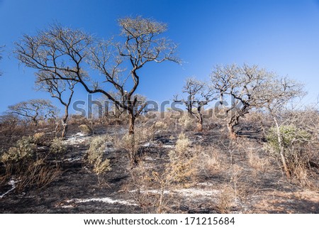 Fire Burn Break Landscape Fire burn black ash terrain through the dry vegetation up over the distance hillside landscape