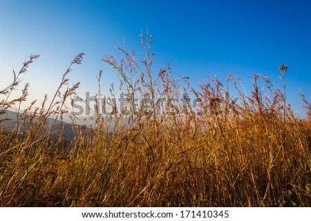 Long Grass Nature Blue Long grass on dry vegetation wildlife terrain in morning blue sky