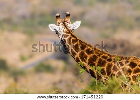 Giraffe Road Who's Coming Giraffe animal alert to sound checks down the road in wildlife terrain hillside to the road who coming