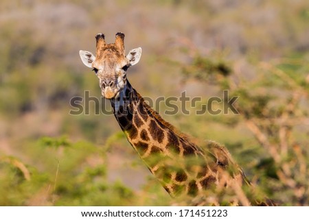 Giraffe Alert Who You Giraffe animal alert to sound checks at camera lens in wildlife terrain hillside