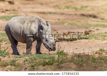 Rhino Calf Wildlife Animals Rhino calf by water hole next to mothers side in wildlife animal reserve