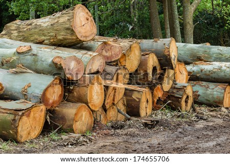 Trees Logging Environment Large gum trees chainsaw cut and stacked wood logs removed in countryside for civil expansion infrastructure.