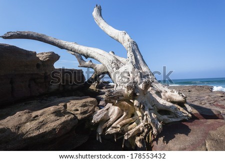 Large Tree Rocks Nature Power Large Tree from river storm floods waves ocean washed onto rock shelf, power of Nature.