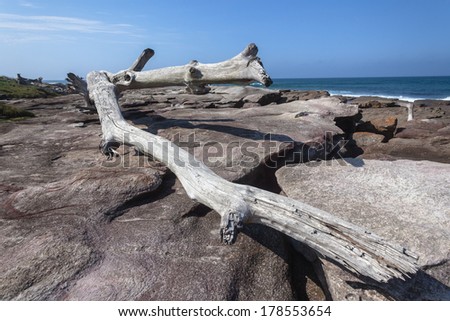 Large Tree Rocks Nature Power Large Tree from river storm floods waves ocean washed onto rock shelf landscape, power of Nature.