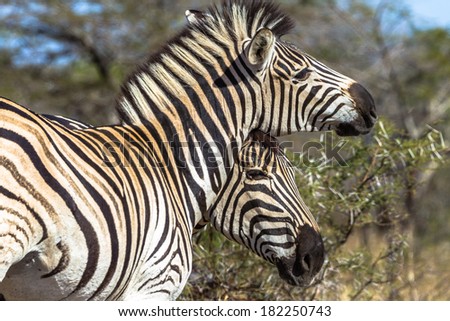 Animal Wildlife Zebras Affections Zebras two with neck head rubbing affections