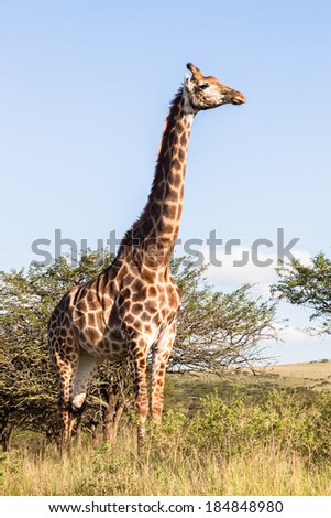 Giraffes Wildlife Landscape Giraffe animals in wildlife nature outdoor safari reserve park