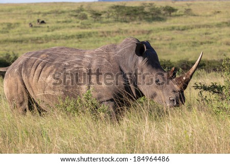 Wildlife rhino animals heading for late afternoon waterhole in rugged terrain habitat