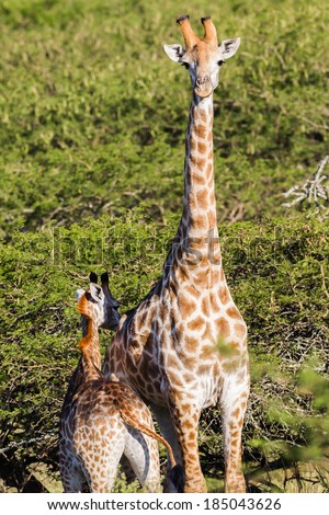 Wildlife Giraffe Calf Reserve Giraffe with young calf  in nature outdoor safari reserve park in Africa