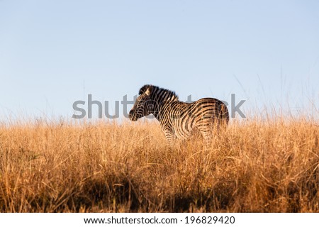 Wildlife Zebra Animals Wildlife animals zebra in their habit wilderness reserves in  the rugged terrain.
