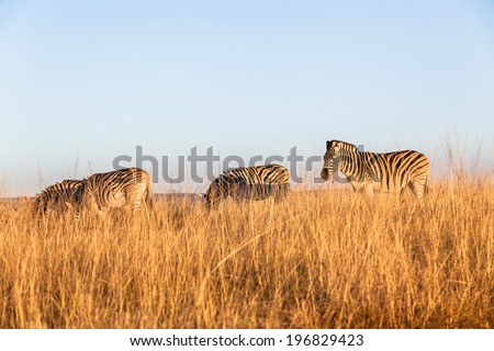 Wildlife Zebra Animals Wildlife animals zebra in their habit wilderness reserves in  the rugged terrain.