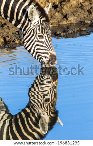 Zebra Closeup Mirror Water Wildlife animal zebra closeup head mirror water portrait