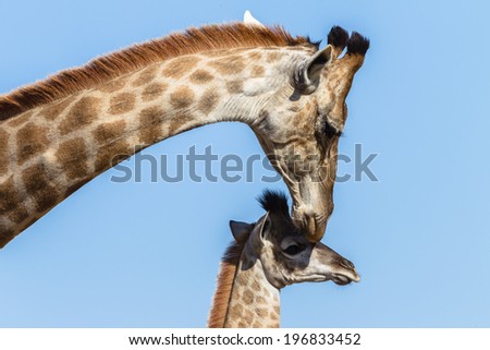 Giraffe Calf Touch Affections Wildlife animals giraffe mother with her calf closeup neck touching affections in their habit wilderness reserve.