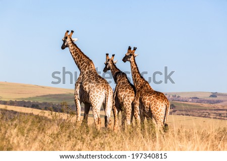 Giraffes Three Wildlife Animals Three giraffes wildlife animals together in their grassland habit wilderness reserve terrain.