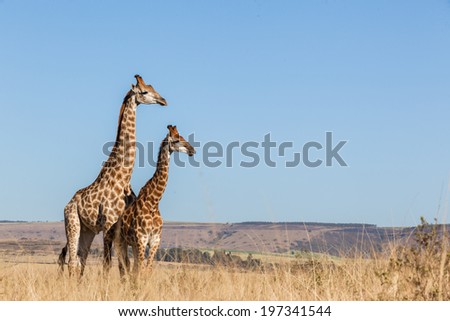 Giraffes Two Affections Wildlife Animals  Two giraffes wildlife animals together affections in their grassland habit wilderness reserve terrain.