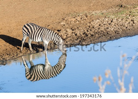 Zebra Water Mirror Reflections Wildlife Zebra wildlife animal with water mirror reflections drinking in habit wilderness reserve terrain.