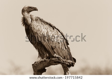 Vulture Bird Sepia Tone Vintage Wildlife Vulture bird perched in sepia vintage tone wildlife wilderness habitat reserve terrain.