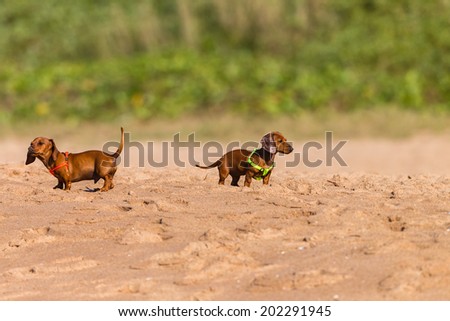 Dogs Puppy Beagle Beach  Dog small puppy beagle animals on leash beach playtime adventure
