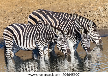 Zebra\'s Drinking Water Three Wildlife Wildlife zebra\'s three drink water in animal reserve habitat