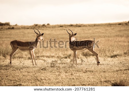 Wildlife Buck Safari Sepia Vintage Wildlife animals Impala buck on grassland plateau in sepia vintage tone