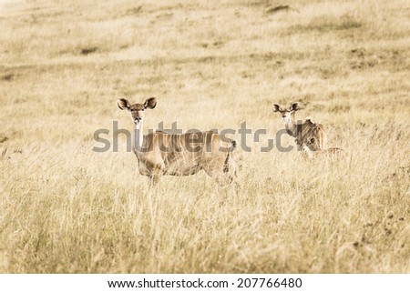 Wildlife Buck Safari Sepia Vintage Wildlife animals kudu buck on grassland plateau in sepia vintage tone