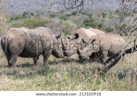 Wildlife Rhino's Mating Season Wildlife animals bull rhino courting touching female for mating season with year old calf
